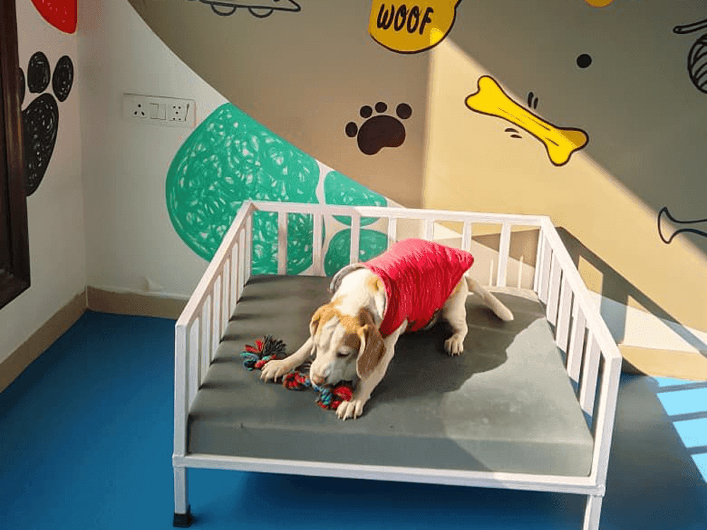 Ultimutt - 5 Star Hotel & Pet Spa